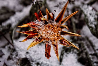 Close-up of orange flower