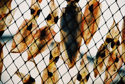 Low angle view of chainlink fence against sky