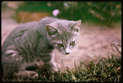 Close-up portrait of cat
