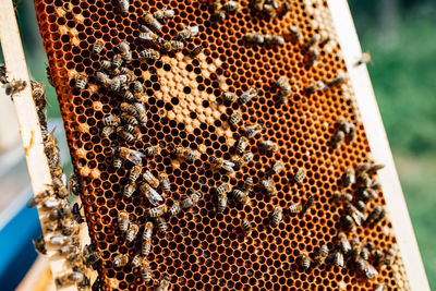 Close-up of bees