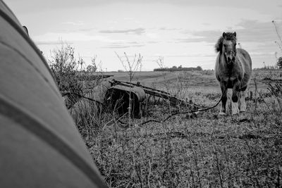 Side view of dog standing on field