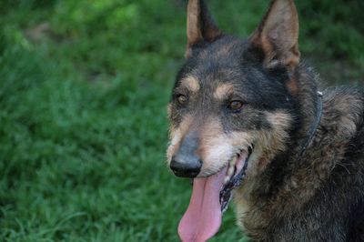 Close-up of a dog