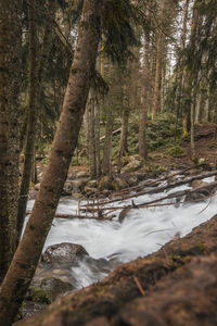 Scenic view of river stream amidst trees in forest