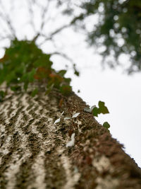 Close-up of moss on tree trunk