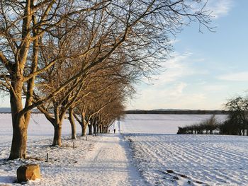 Snow covered plants by trees against sky