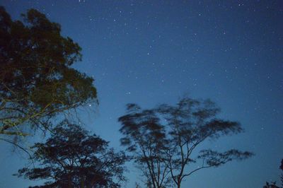 Low angle view of silhouette trees against sky at night