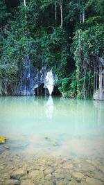 Scenic view of waterfall in forest