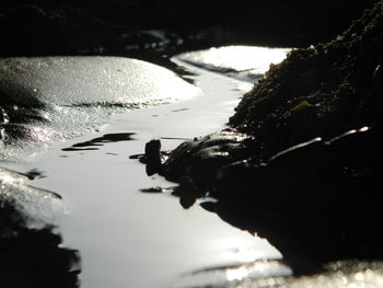 Reflection of trees in water