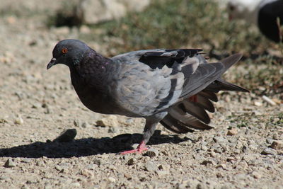 Close-up of pigeon perching on a land
