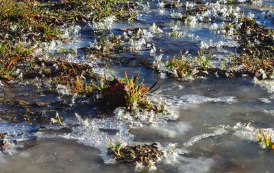 High angle view of plants by lake during winter