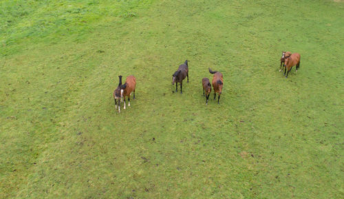 Herd of horses with their foals on a meadow