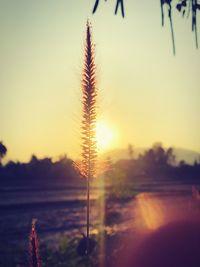 Close-up of grass against sky during sunset