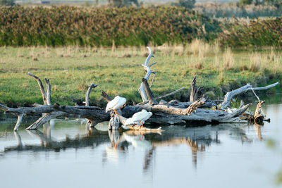 Birds in a lake