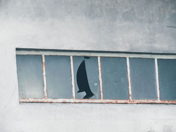 Side view of a bird against wall