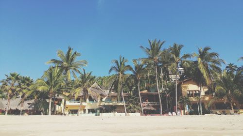 Palm trees on beach against clear blue sky