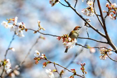 Bird perching on cherry blossom tree