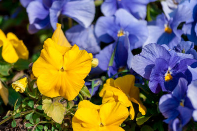 Close-up of purple flowering plants