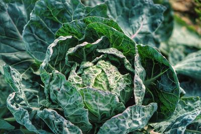 Close-up of cabbage growing outdoors