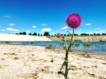 Purple flowering plants on beach against blue sky