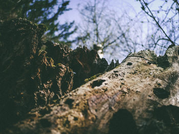 Low angle view of trees against sky