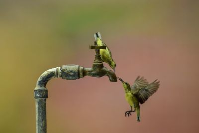 Close-up of bird perching on metal