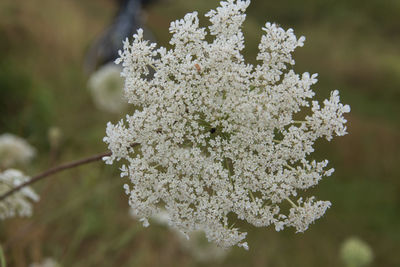 Close-up of white flowering plant