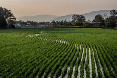 Scenic view of agricultural field against sky