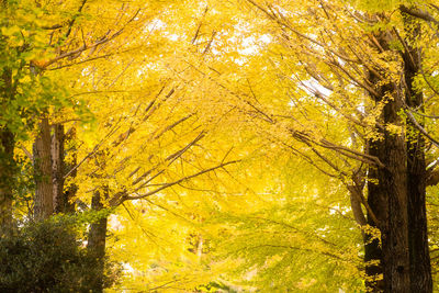 Low angle view of trees in forest during autumn