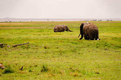 Cows grazing on field