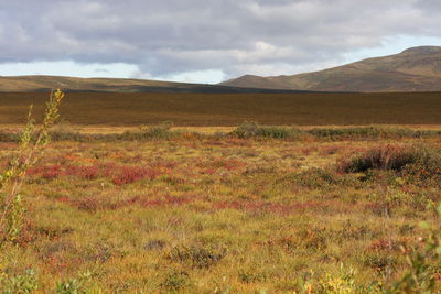 Scenic view of field against sky