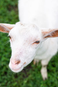 Close-up of cow on field