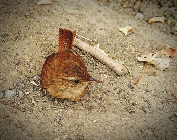 High angle view of bird