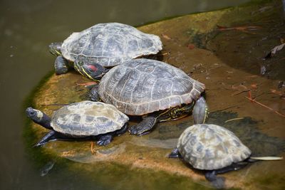 High angle view of turtle in water