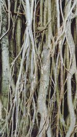 Full frame shot of tree roots