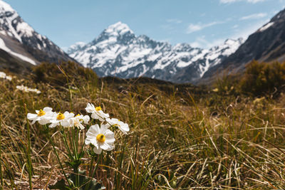 Close-up of white flowering plants on land against mountain