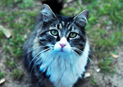 Portrait of cat on field