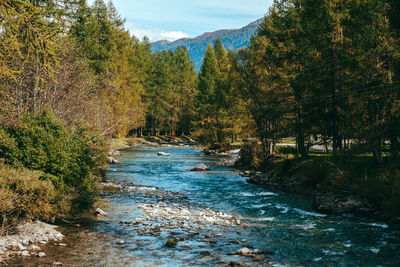 River amidst trees in forest against sky