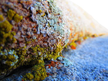 Close-up of moss on rock