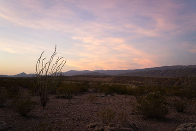 Scenic mountain and desert view of sunset in big bend national park, texas