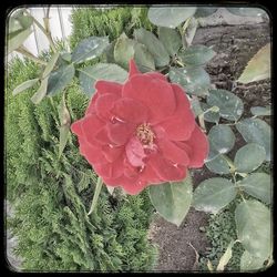 Close-up of rose plant