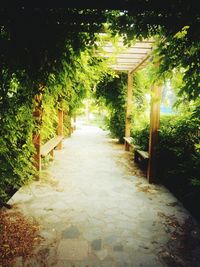 Walkway amidst trees