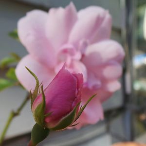 Close-up of pink flower blooming