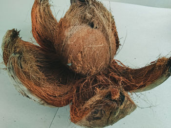 High angle view of dead tree in nest