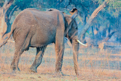 Side view of elephant standing against plants