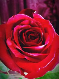 Close-up of red rose blooming outdoors