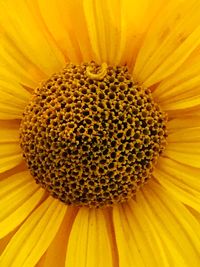 Close-up of fresh sunflower