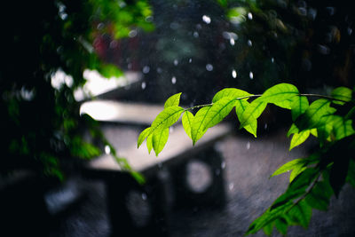 Close-up of wet plant leaves during rainy season