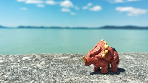 High angle view of a shells on the beach