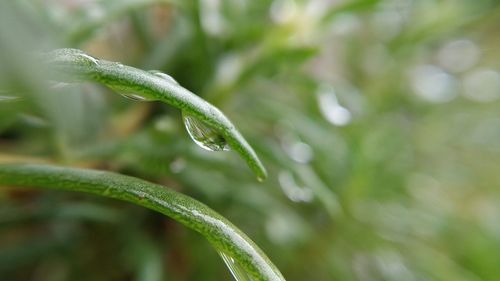 Close-up of wet plant