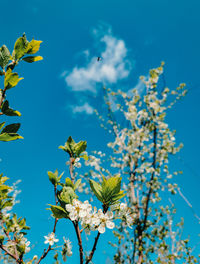 Low angle view of flowering plant against blue sky